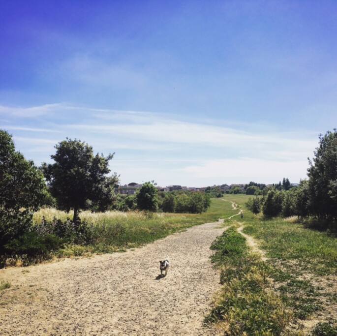Parco del Pineto
a 5 min
