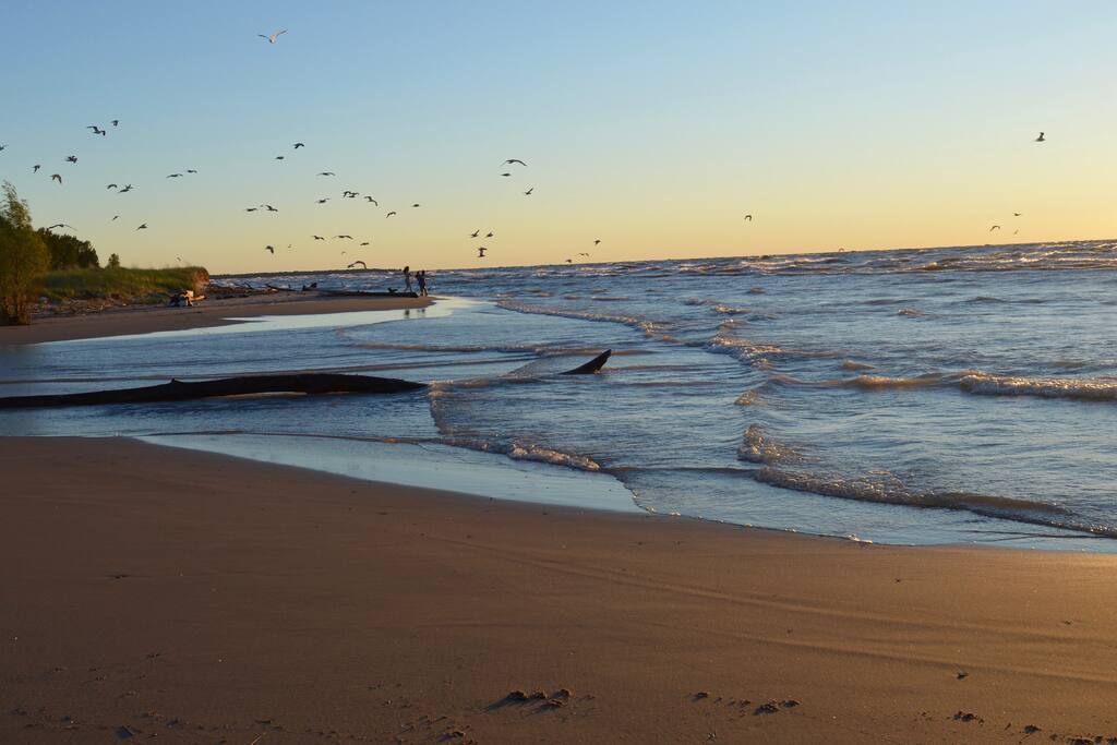 Seagulls, Port Franks Beach