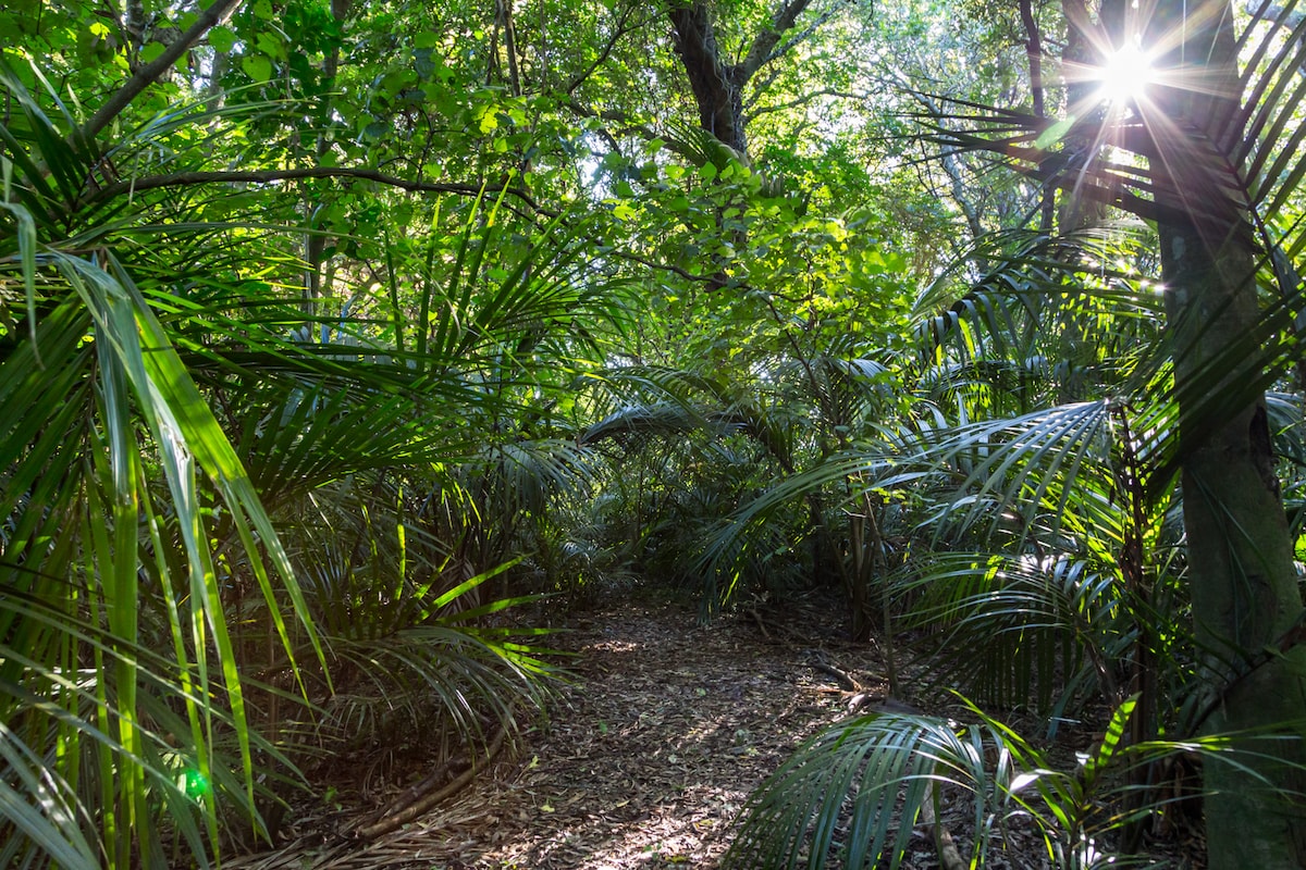 A serene bush path meanders through dense greenery, surrounded by vibrant ferns and native trees. Soft sunlight filters through the canopy, creating dappled light on the forest floor. The trail invites exploration in a tranquil natural setting.