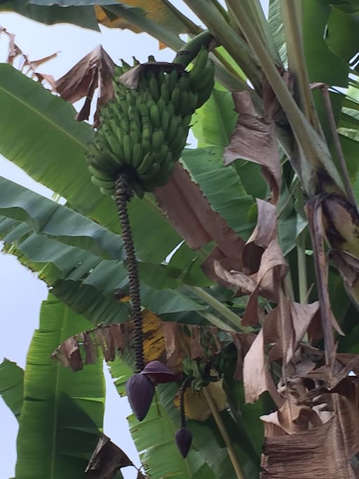 Banana tree in the back yard