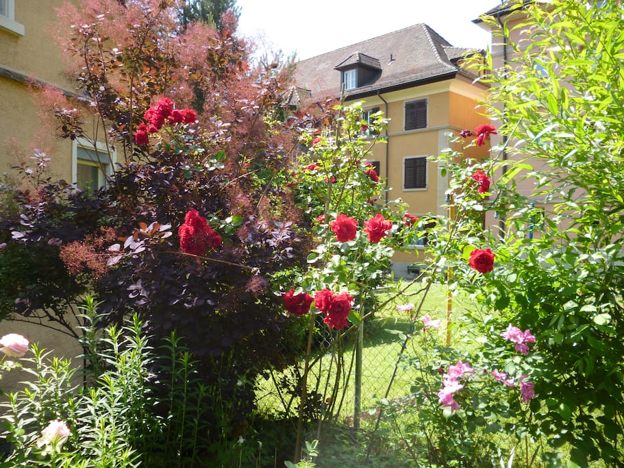 Blick in den Garten