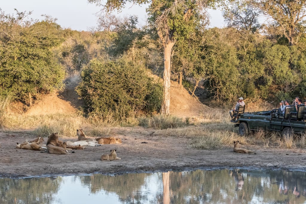 Guests viewing a pride of lions in Thornybush