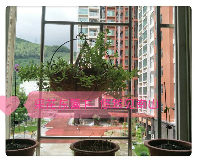 采菊东篱下 悠然塘朗山