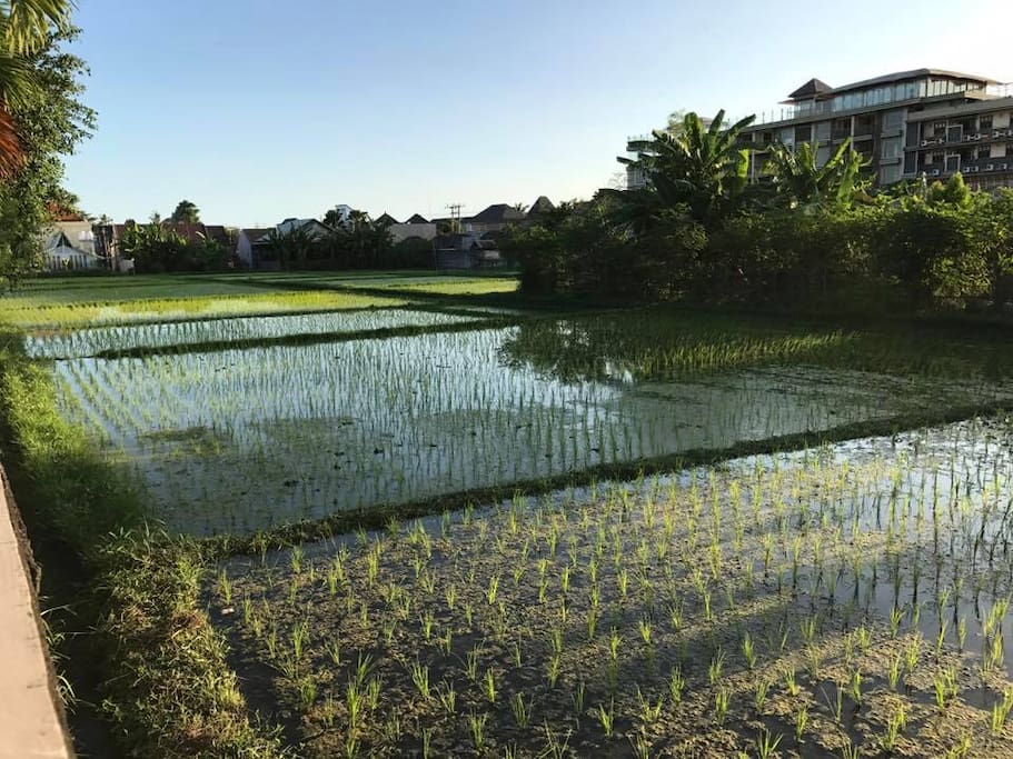 Rice fields across the street.