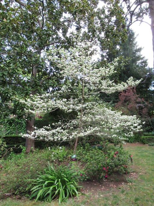 Our dogwood in bloom as seen from the cottage looking out.