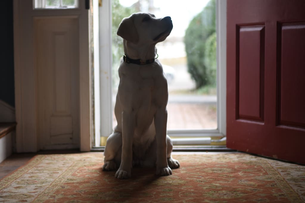 we are dog friendly!