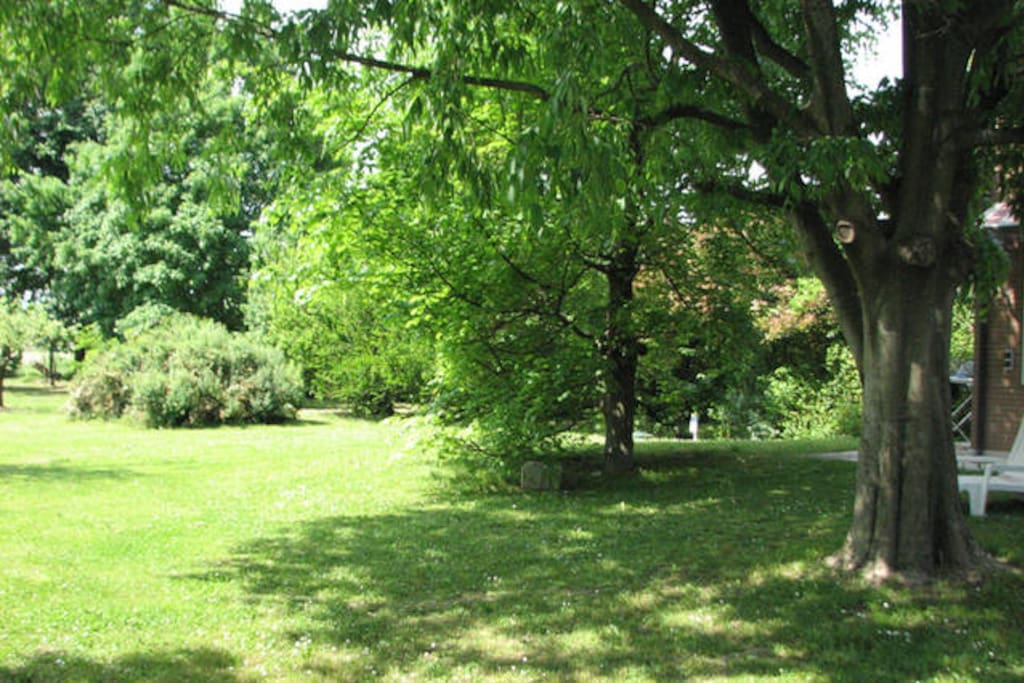 the garden
