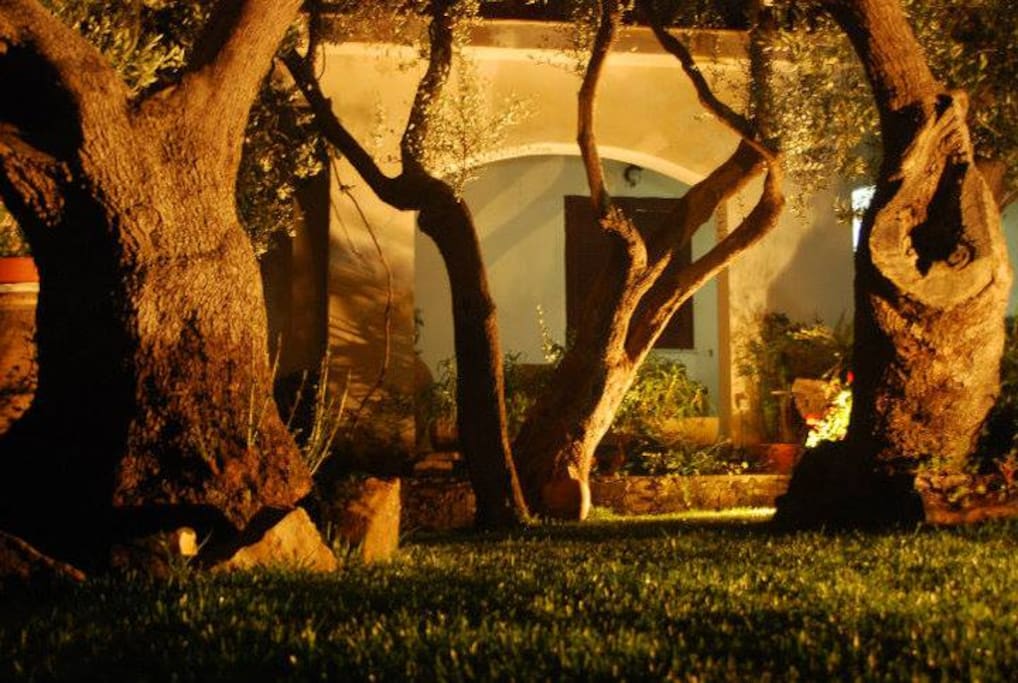 Giardino - ulivi