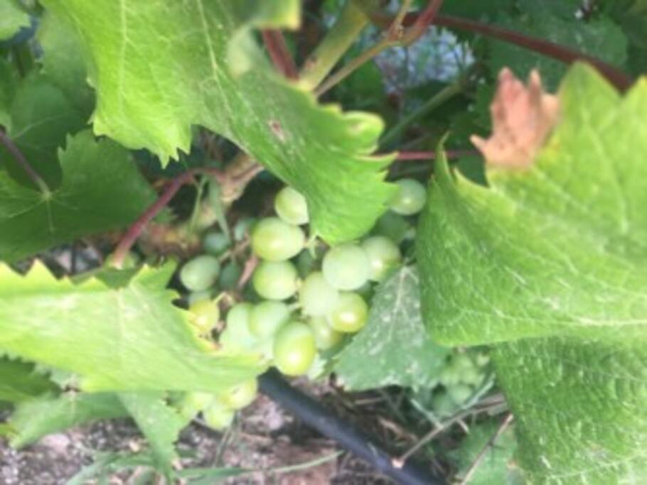 Vignoble
