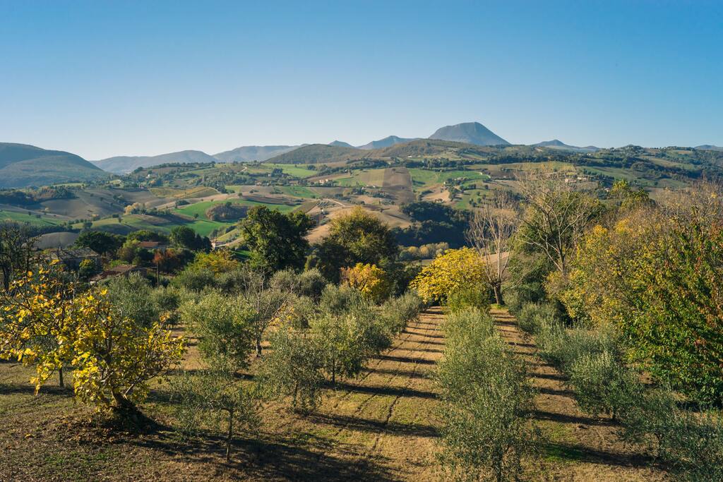 Il campo di ulivi e il Monte San Vicino dal giardino