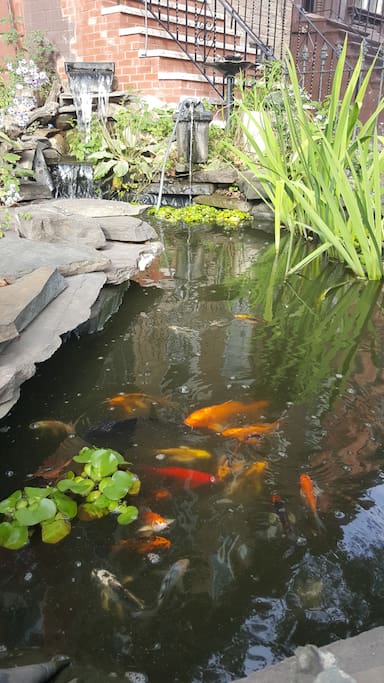 KOI POND TRANQUILITY...