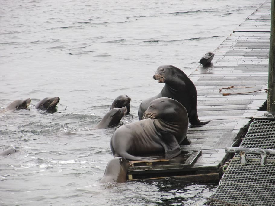 Minutes to the Sealions