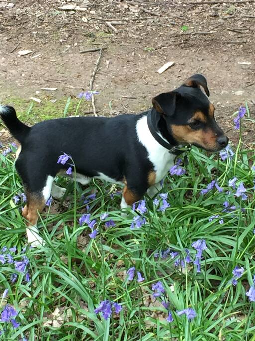 Winston (the young cheeky one)