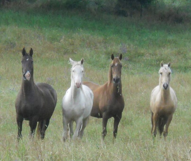 American Saddlebred mares