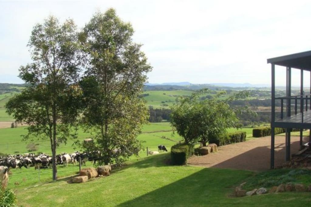 Boules Court and Bovines
