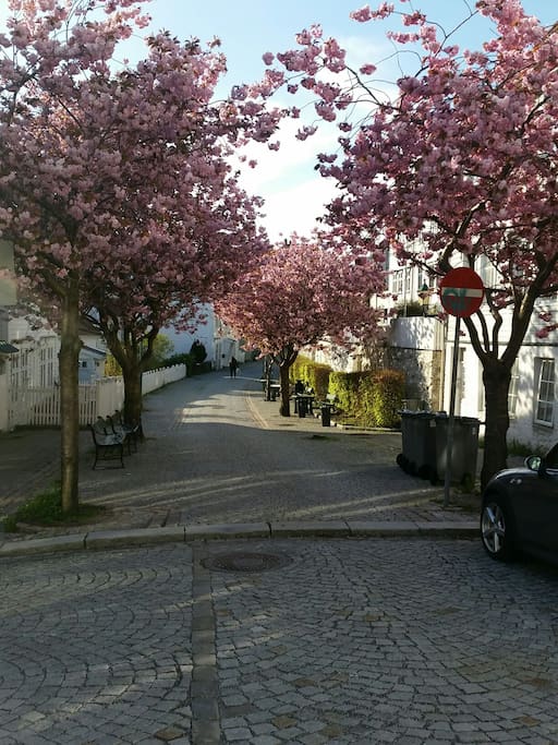 The street in the spring