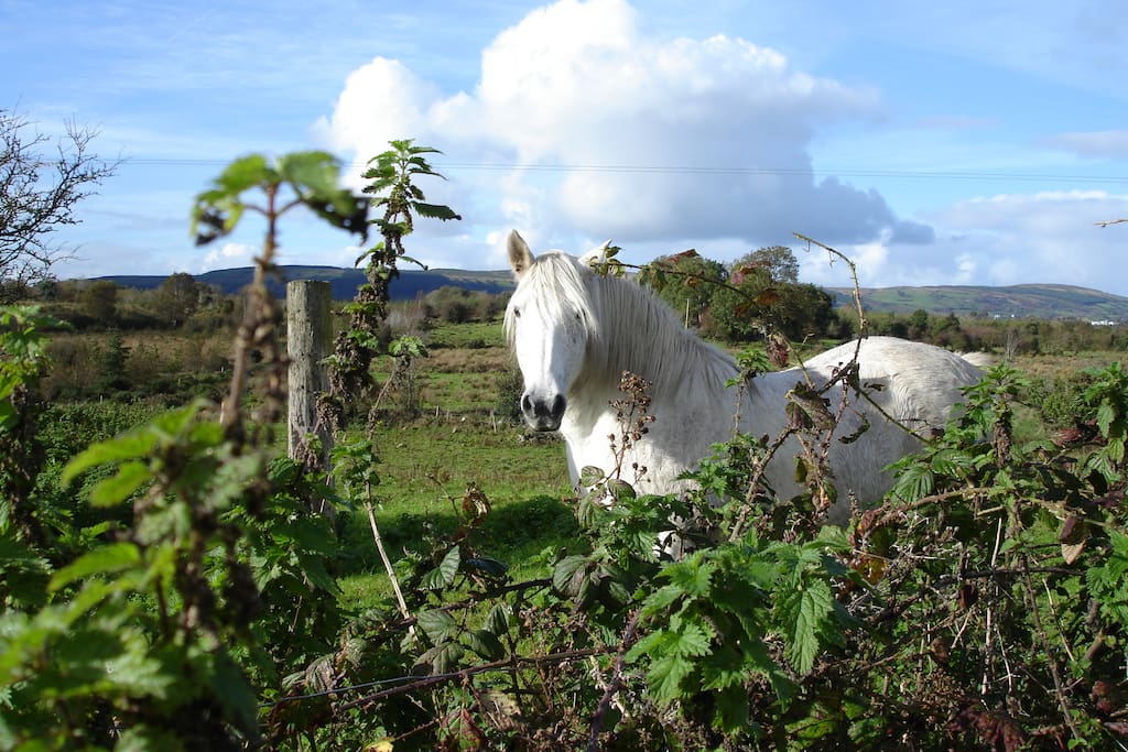 White Pony