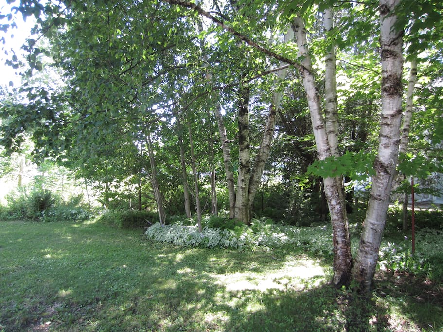 back yard space