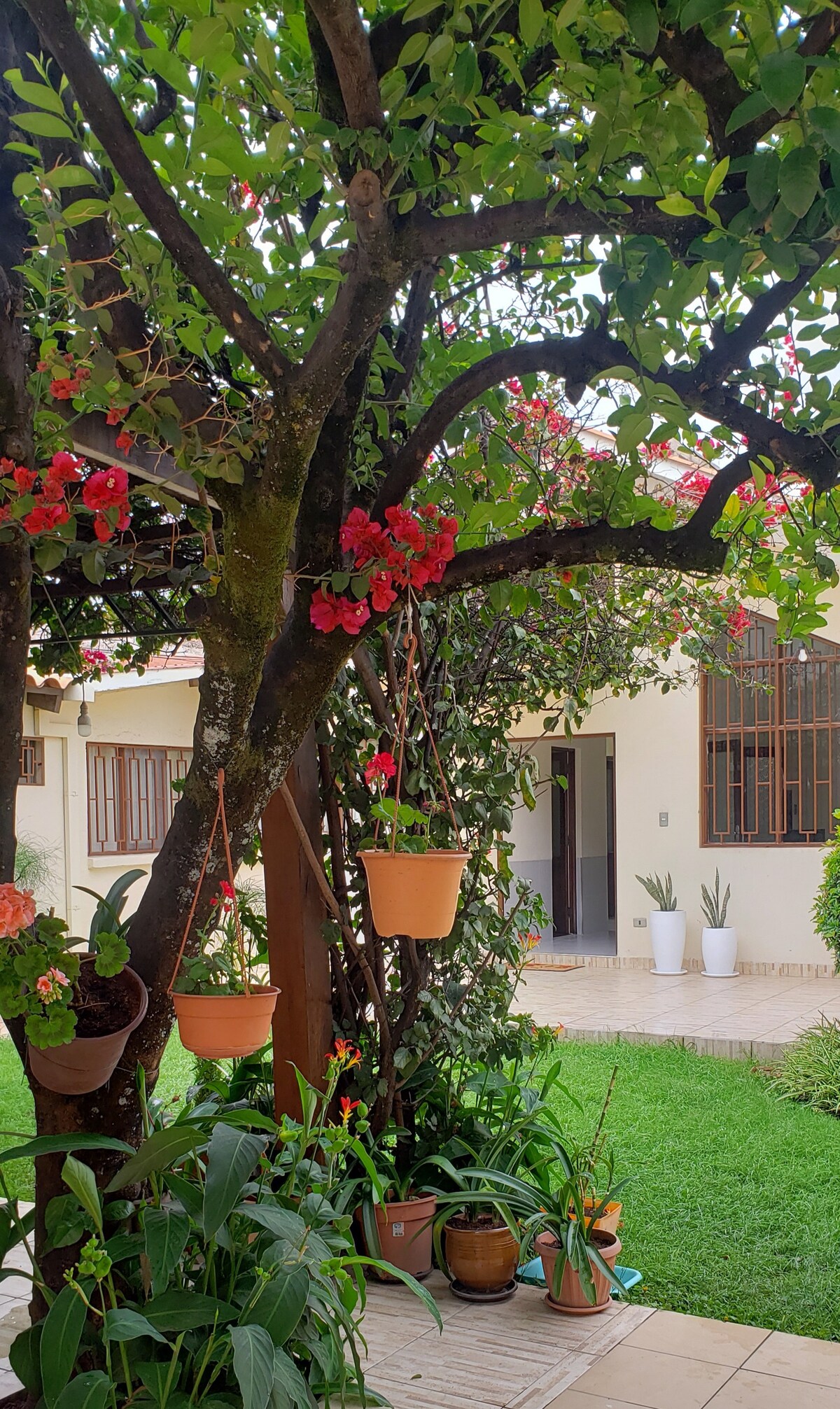 A garden area is showcased with a vibrant tree adorned with hanging pots of colorful flowers. The lush green grass and various plants create a serene outdoor space. A glimpse of the house is visible in the background, contributing to the tranquil setting.