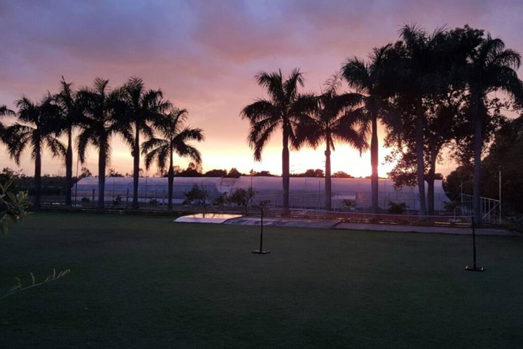 lawn with palm trees