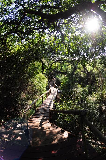All rooms and the main building are joined with raised wooden walkways in the trees