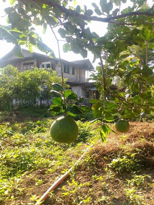 garden fruit
