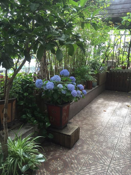 Balcony garden in summer