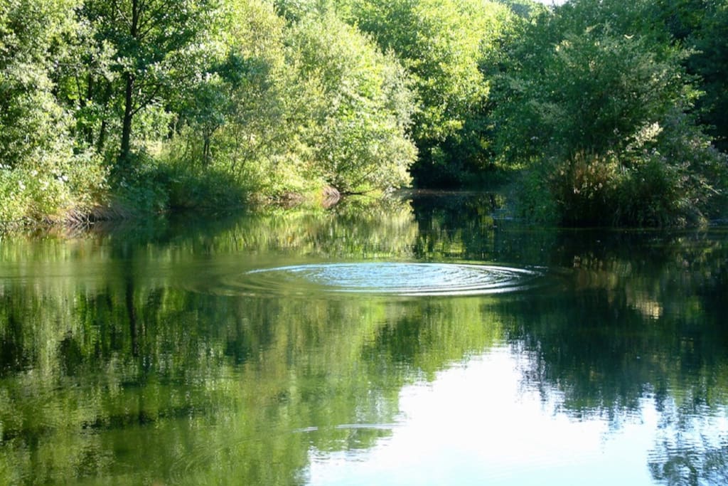 Wildlife Pond