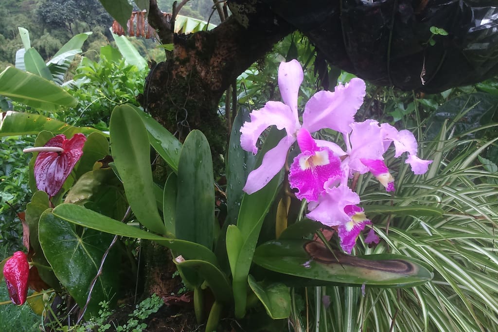 Variedad de flora