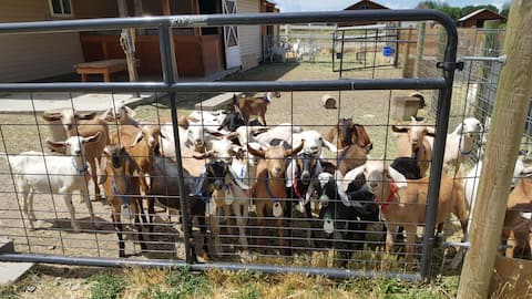 Unique Farm stay, Hang w/ Goats at Western Culture