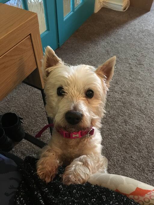 Meet little Molly... she is the newest addition to my home coming from the rescue sanctuary and making herself right at home straight away. She's a really friendly dog who loves meeting people and doesn't shed any hair.