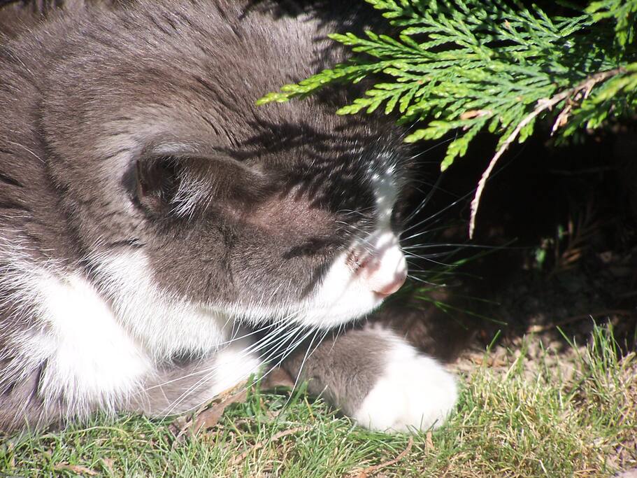 chat de la ;maison