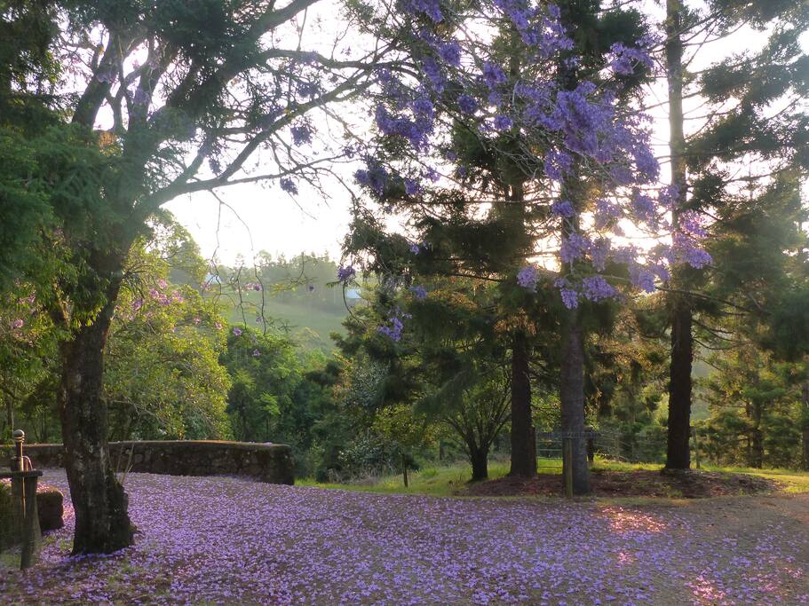 Bathed in purple! Jacarandas in bloom (chalets in distance).