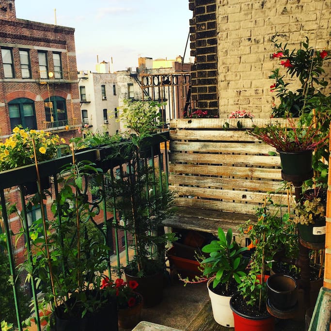 Patio Garden July 2017