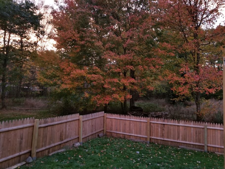 Fenced in Backyard in the Fall