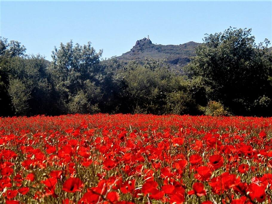 Au pied de l'auberge, coquelicots et château de Malavieille