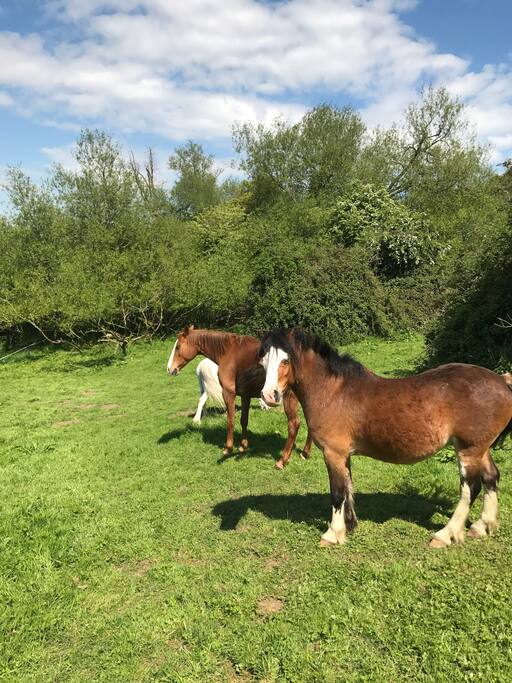 Our four ponies