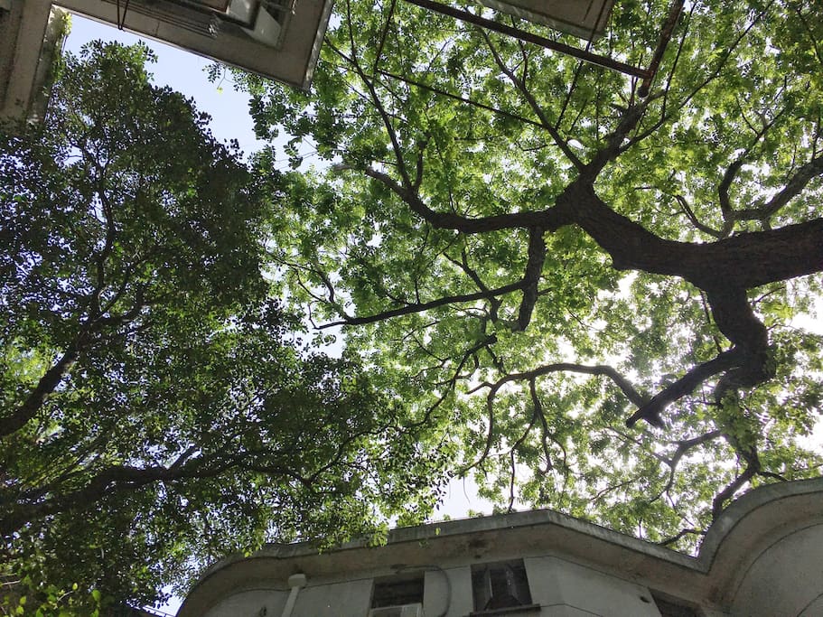 look into the sky from the garden