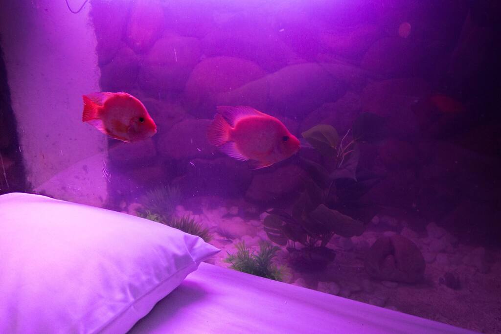 unique fish tank right beside the mainbed