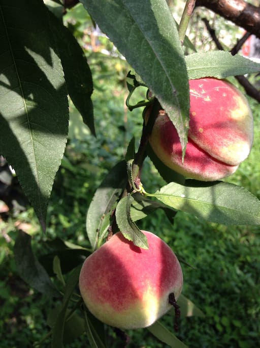 peaches in August