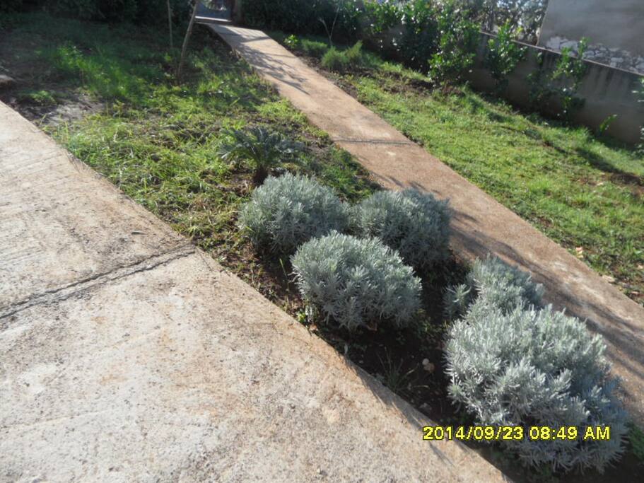 Inside of the garden