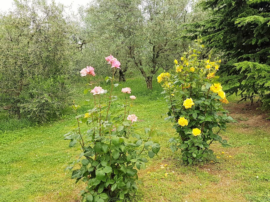 giardino esterno