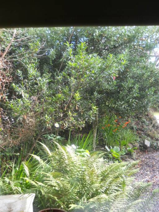 View of front garden from guest's room.