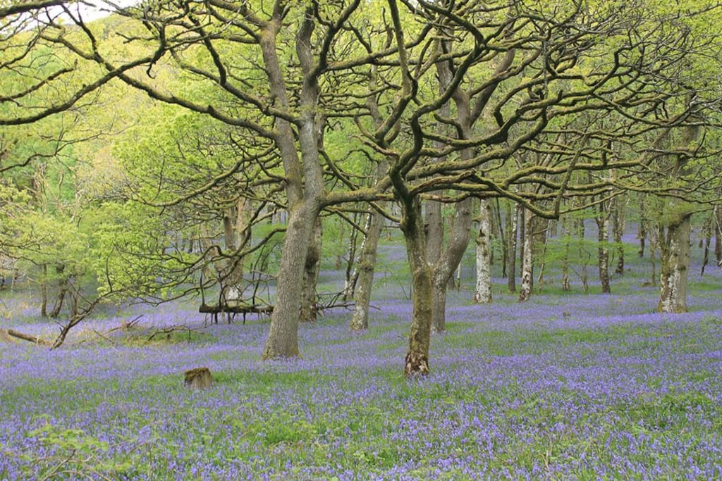 Bluebell woods at the Dinas bird reserve near Rhandirmwyn