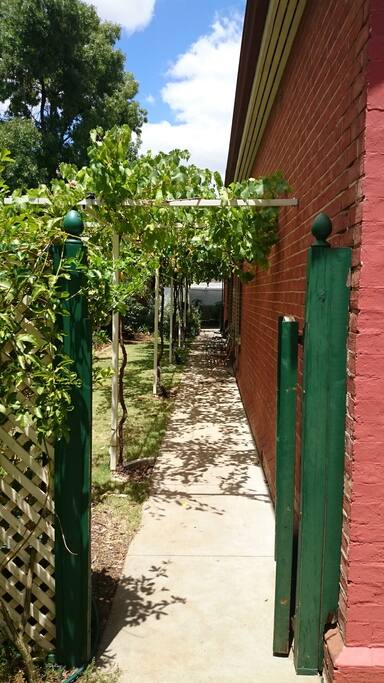 Our beautiful bountiful grape vine