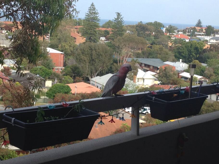 Local visitor