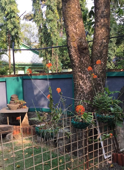 Blooms after the rains