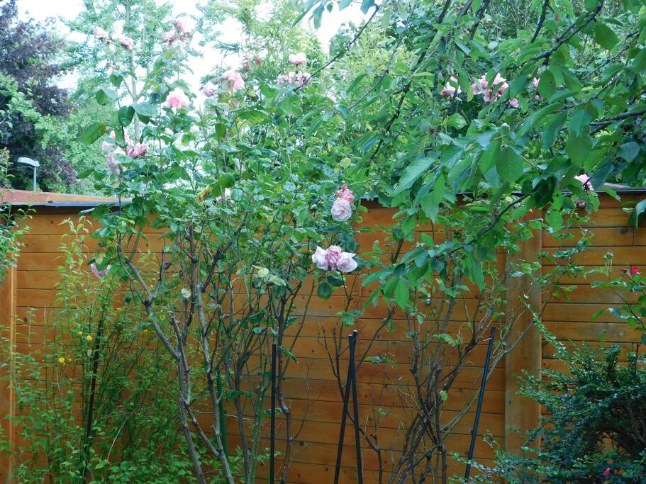 Nos rosiers