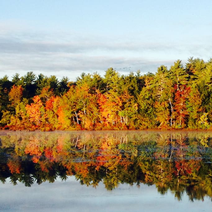 Fall foliage