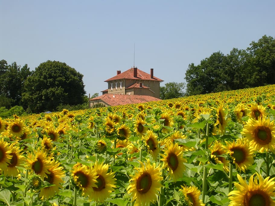 Au mois de juin: des tournesols partout autour